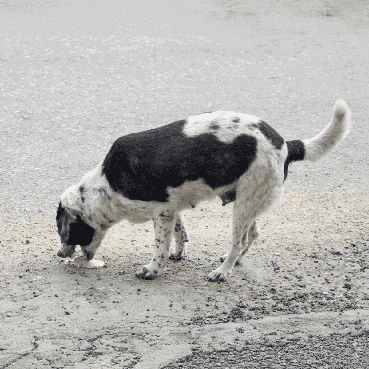 Adorable black and white spotted dog sniffing the ground outdoors.