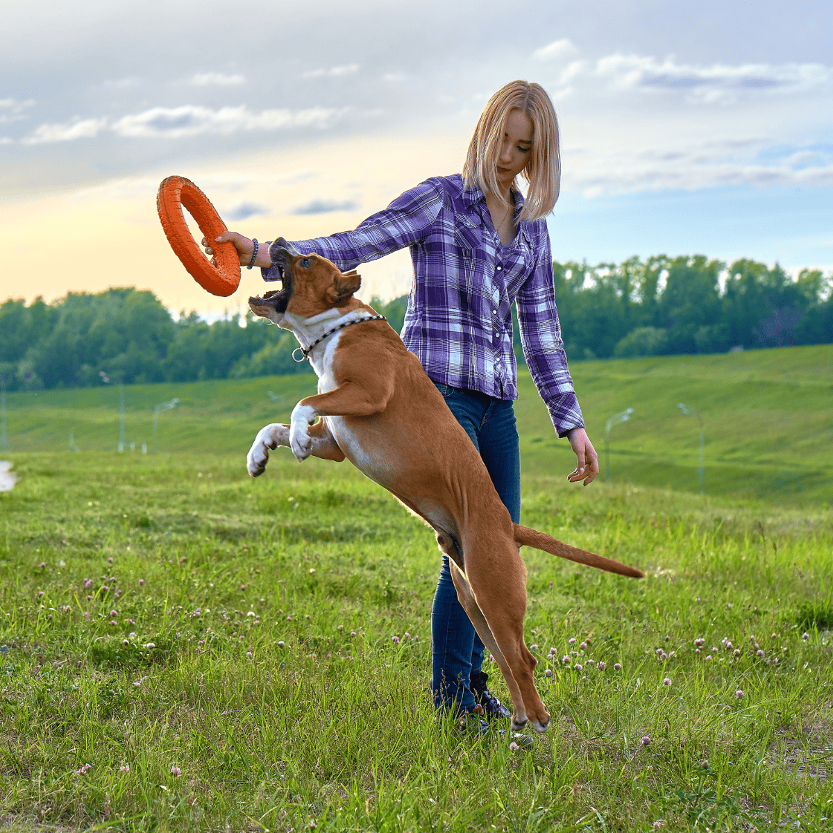 Dog playing fetch outdoors with owner in a grassy park, strengthening bond and getting exercise.