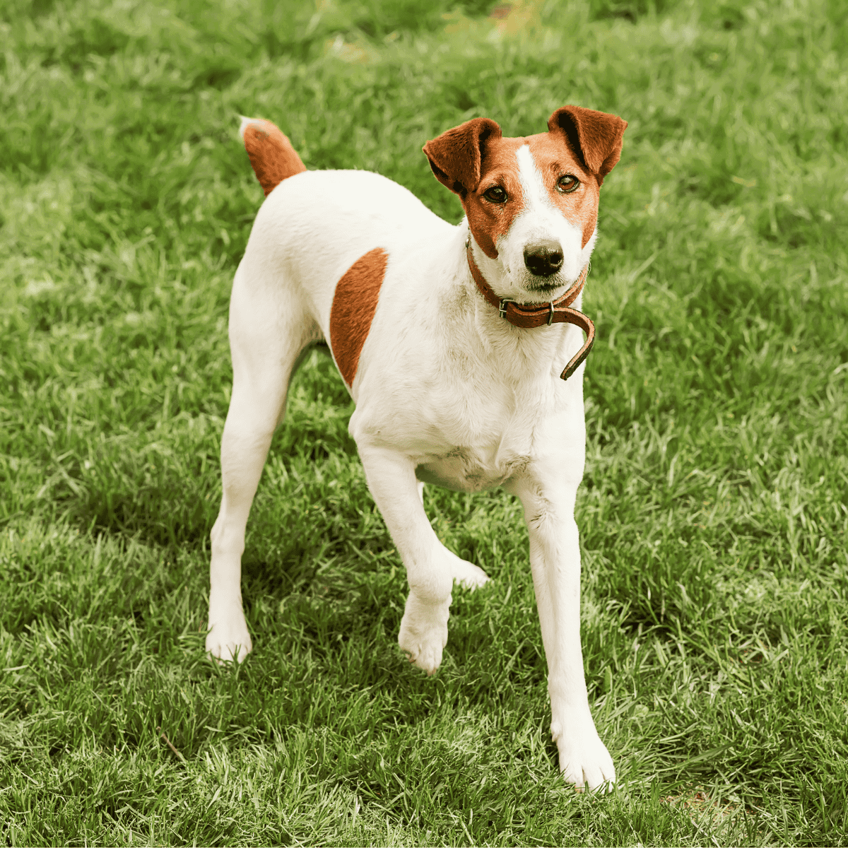 Adorable Jack Russell with brown markings on a lush green lawn, looking curiously at the camera.