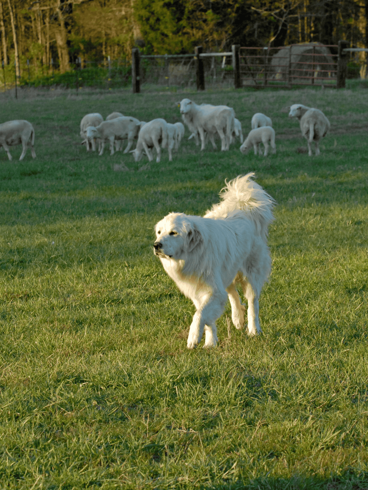 Dog herding sheep in grassy field, natural outdoor scene.