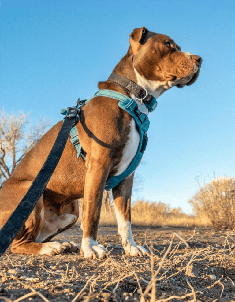 Dog tracking harness for outdoor adventures, durable and comfortable for hikes and walks.