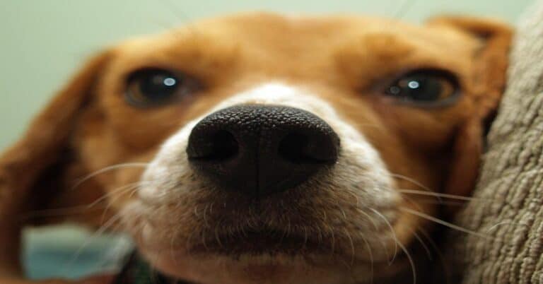 Close-up of a dog's nose, showing detail and texture.