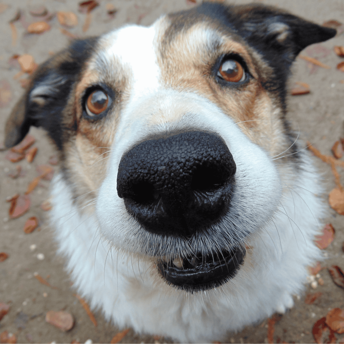 Dog with bright eyes and a happy face, ideal for pet grooming, dog wellness, and pet owner resources.