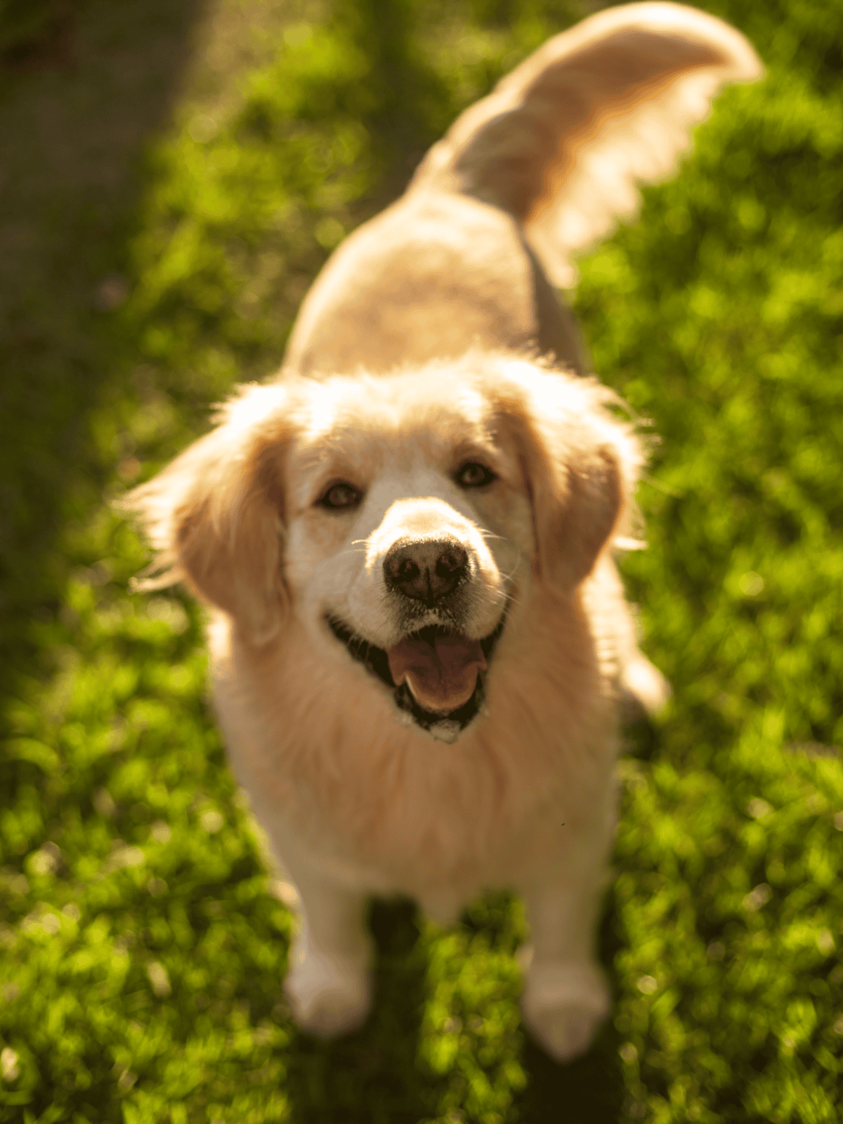 Adorable Golden Retriever puppy smiling in lush green grass.