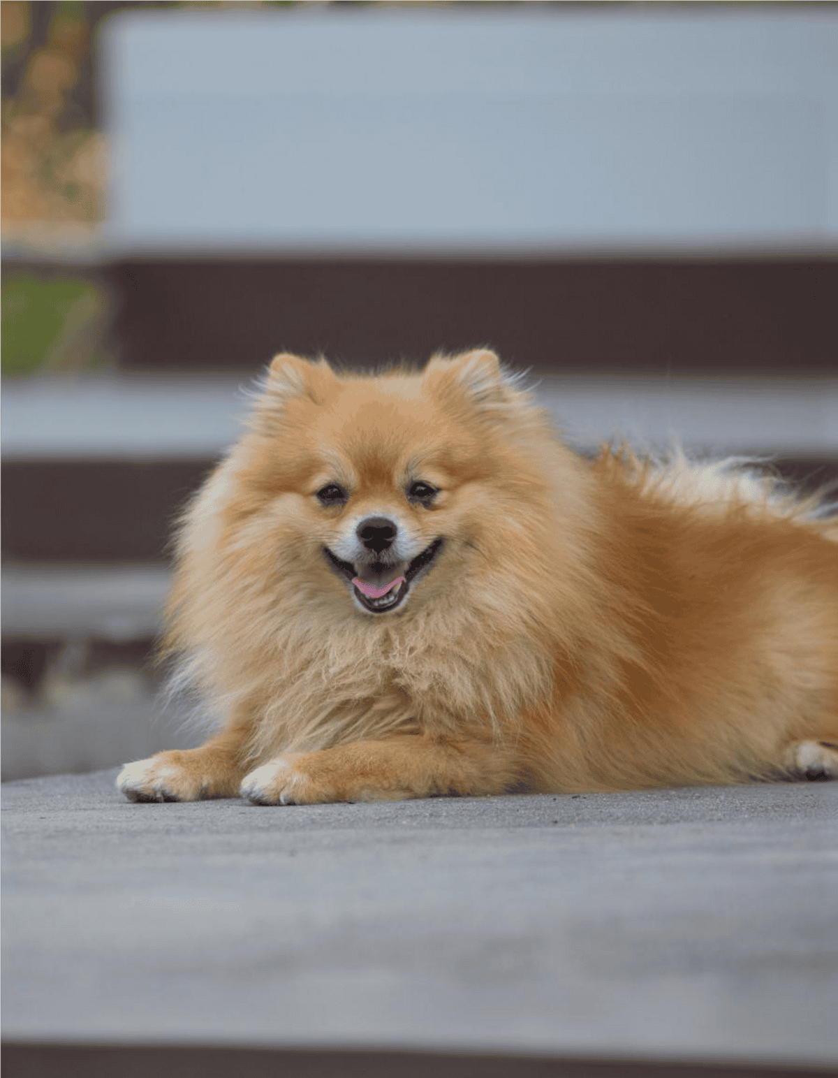 Cute Pomeranian dog lying on the ground, smiling and happy outdoors, perfect for dog lovers and pet care.