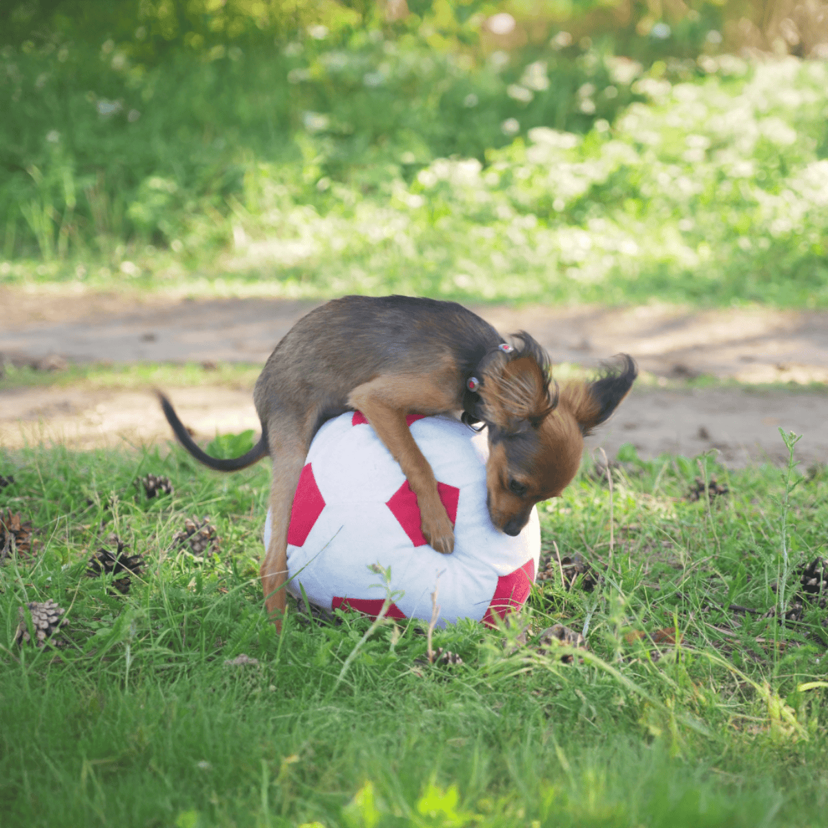 Cute puppy biting soccer ball in green park setting.