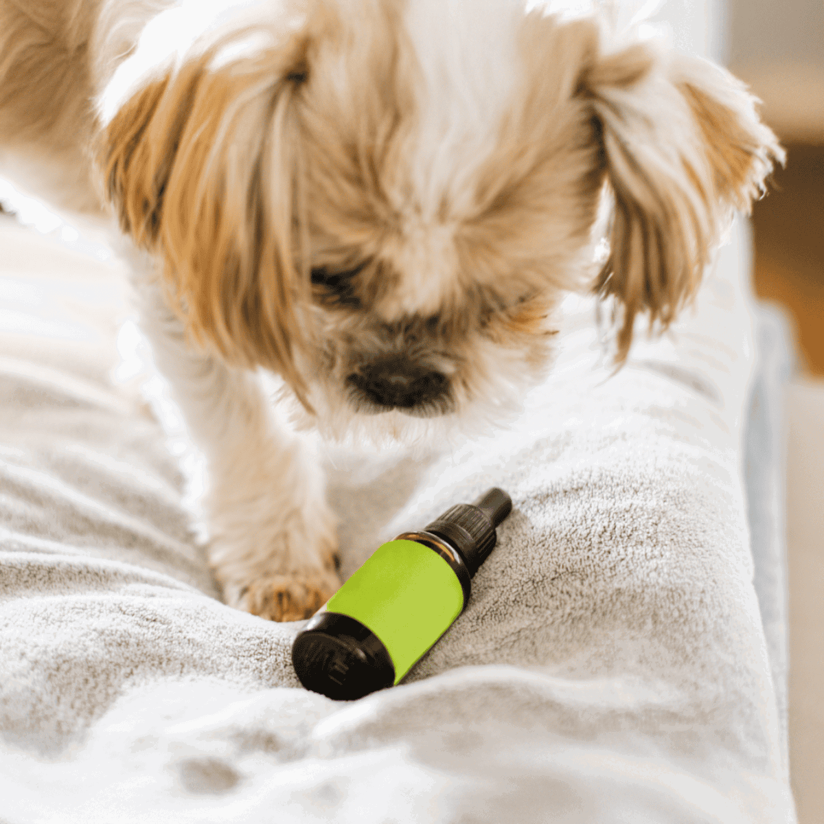 Dog CBD oil on soft blanket with puppy.