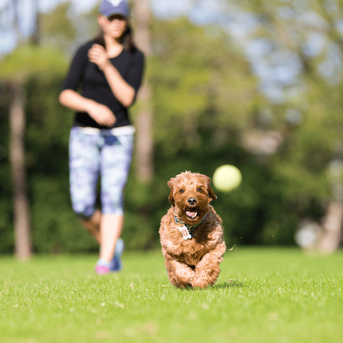Cute brown puppy playing fetch in a lush green park during daytime.