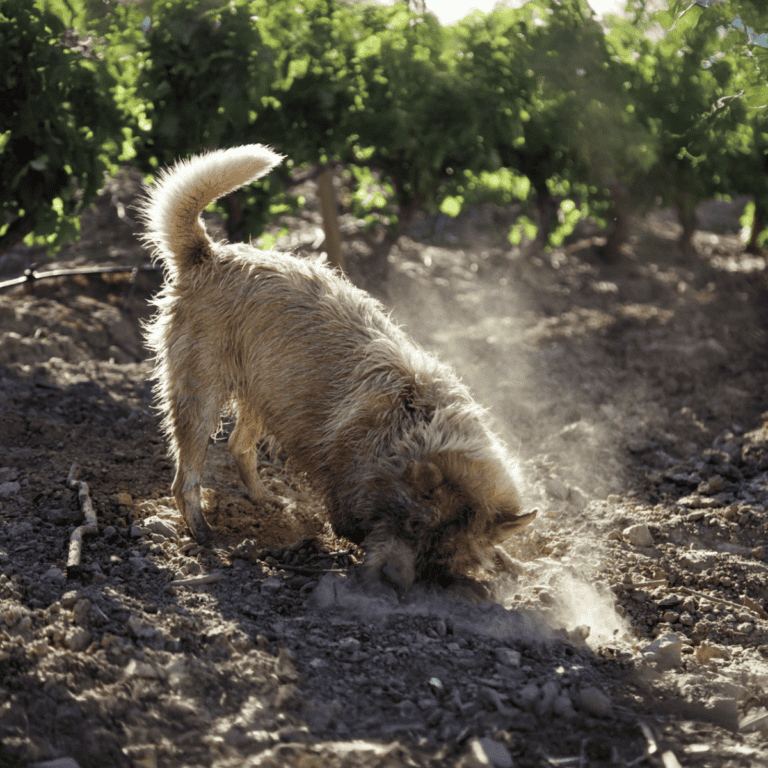 Dog digging in the soil outdoors on a farm, showing active, curious dog behavior.