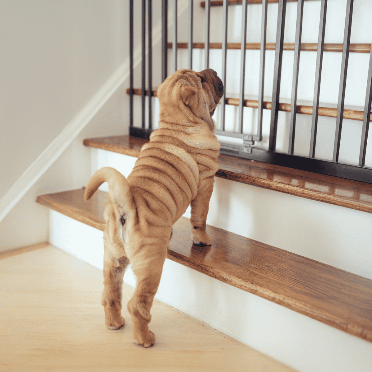 Adorable puppy trying to get past a pet gate at the stairs.