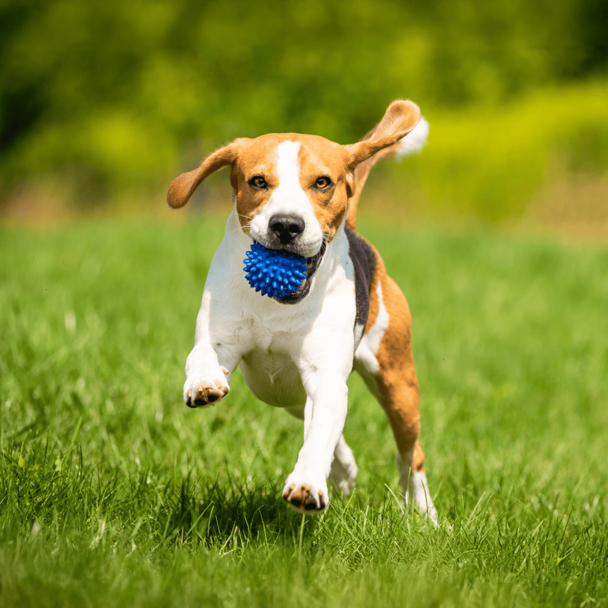Bright image of a joyful dog retrieving a blue spiky ball in a lush green field.