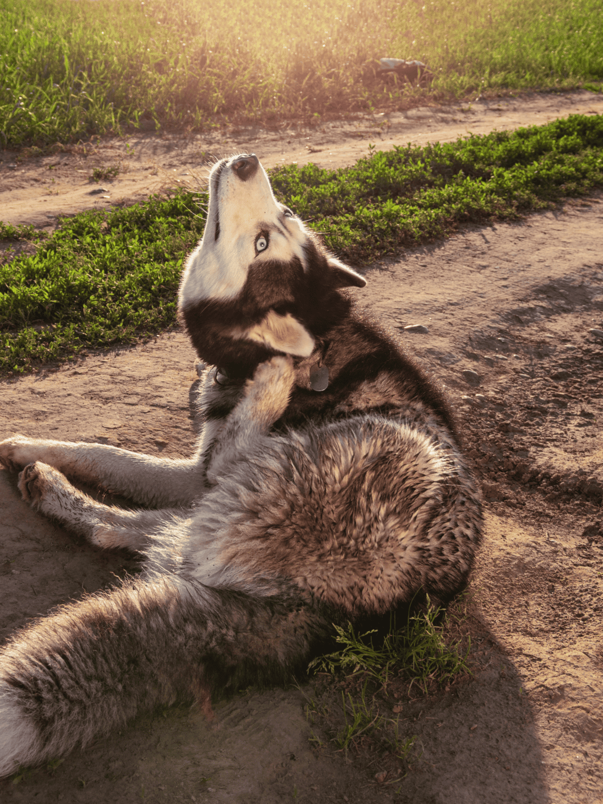 Husky and wolf sitting outdoors on dirt trail at sunset, showcasing loyal dog-wolf bond, in natural environment.