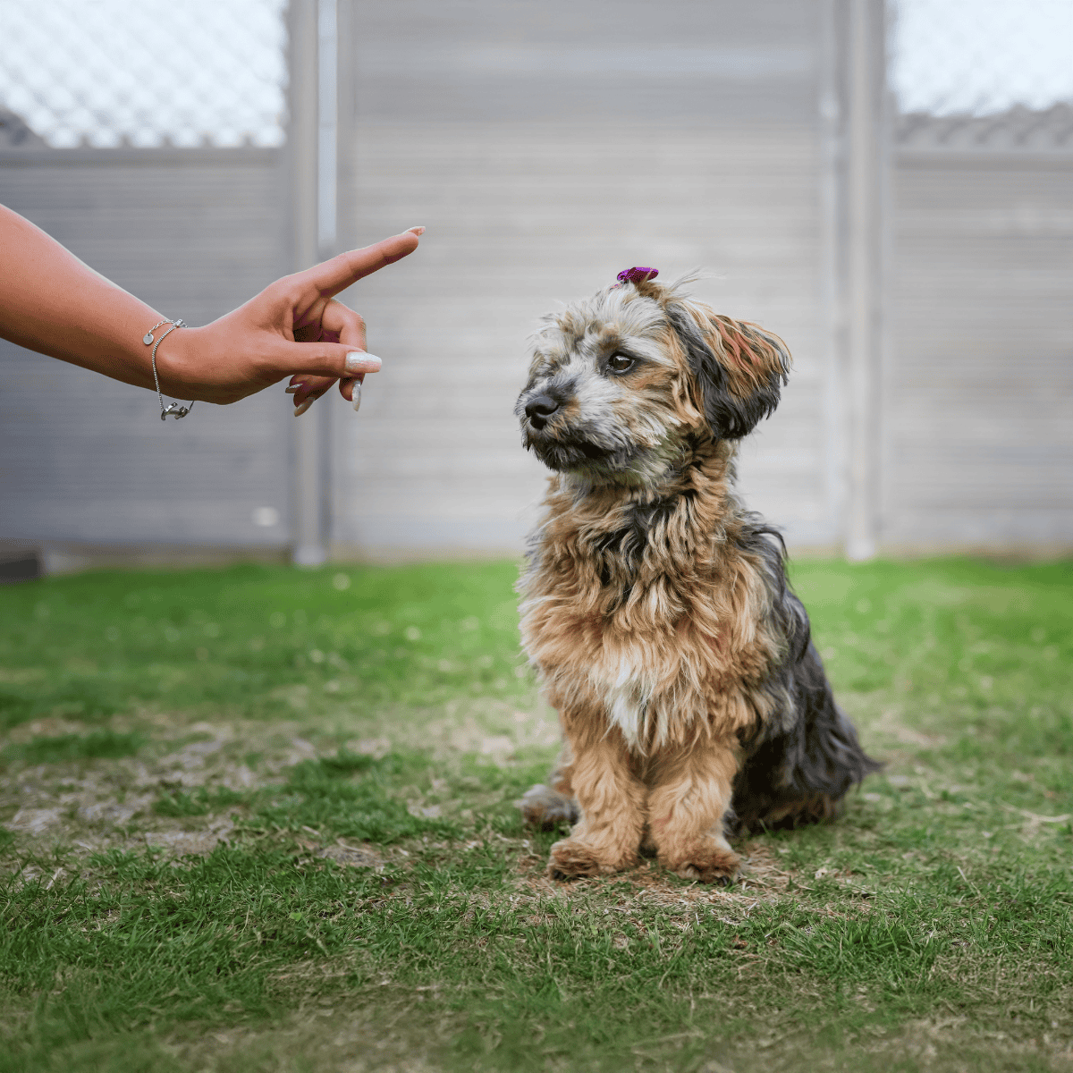 Cute puppy receiving training in backyard.