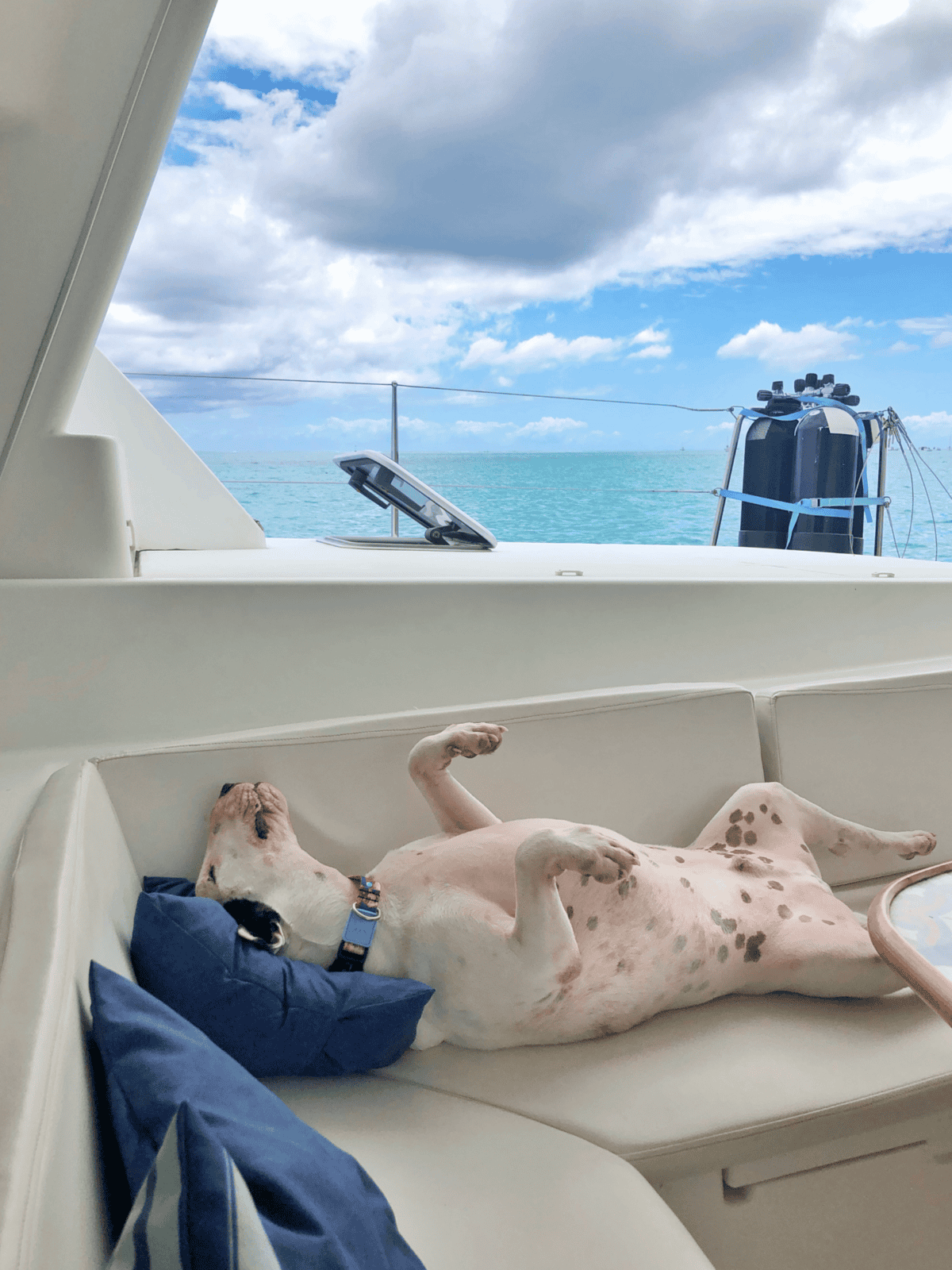 Dog laying on a blue pillow on a yacht, relaxing overlooking the ocean and sky.
