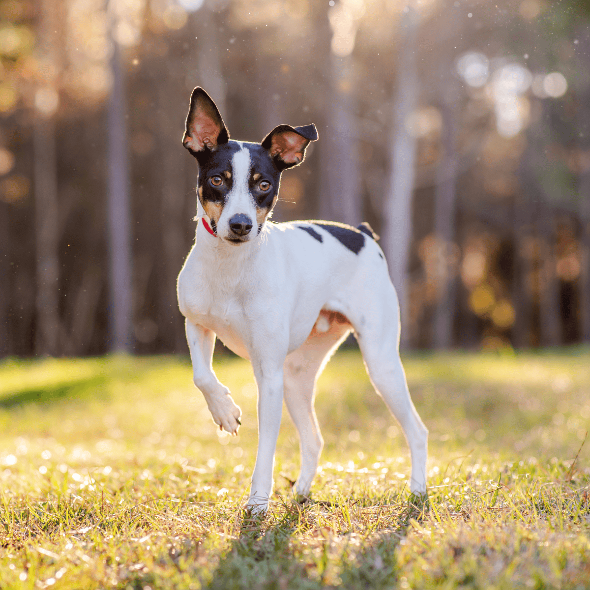 Adorable dog outdoors in natural light, representing pet grooming and health services on Dogfix.com.