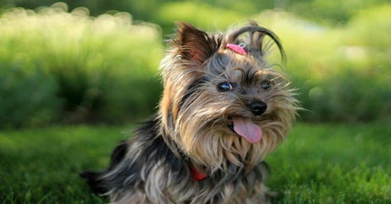 Adorable Yorkshire Terrier dog with silky coat, happy expression, and pink bow in outdoor setting.