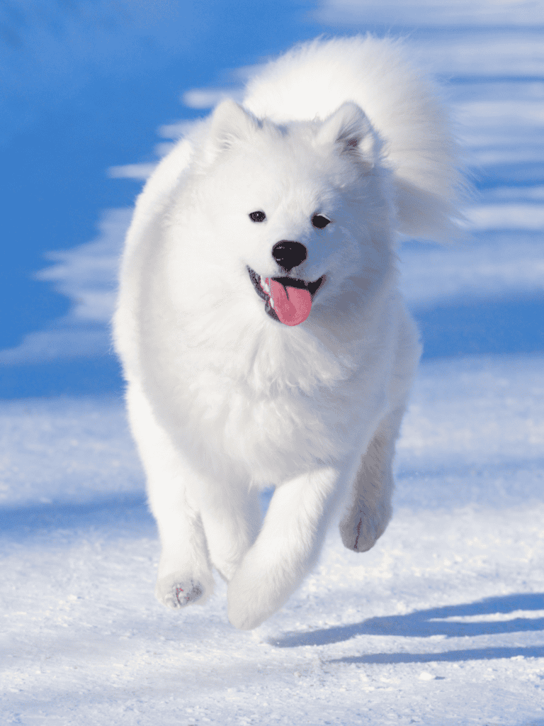 Happy white dog running through snow.