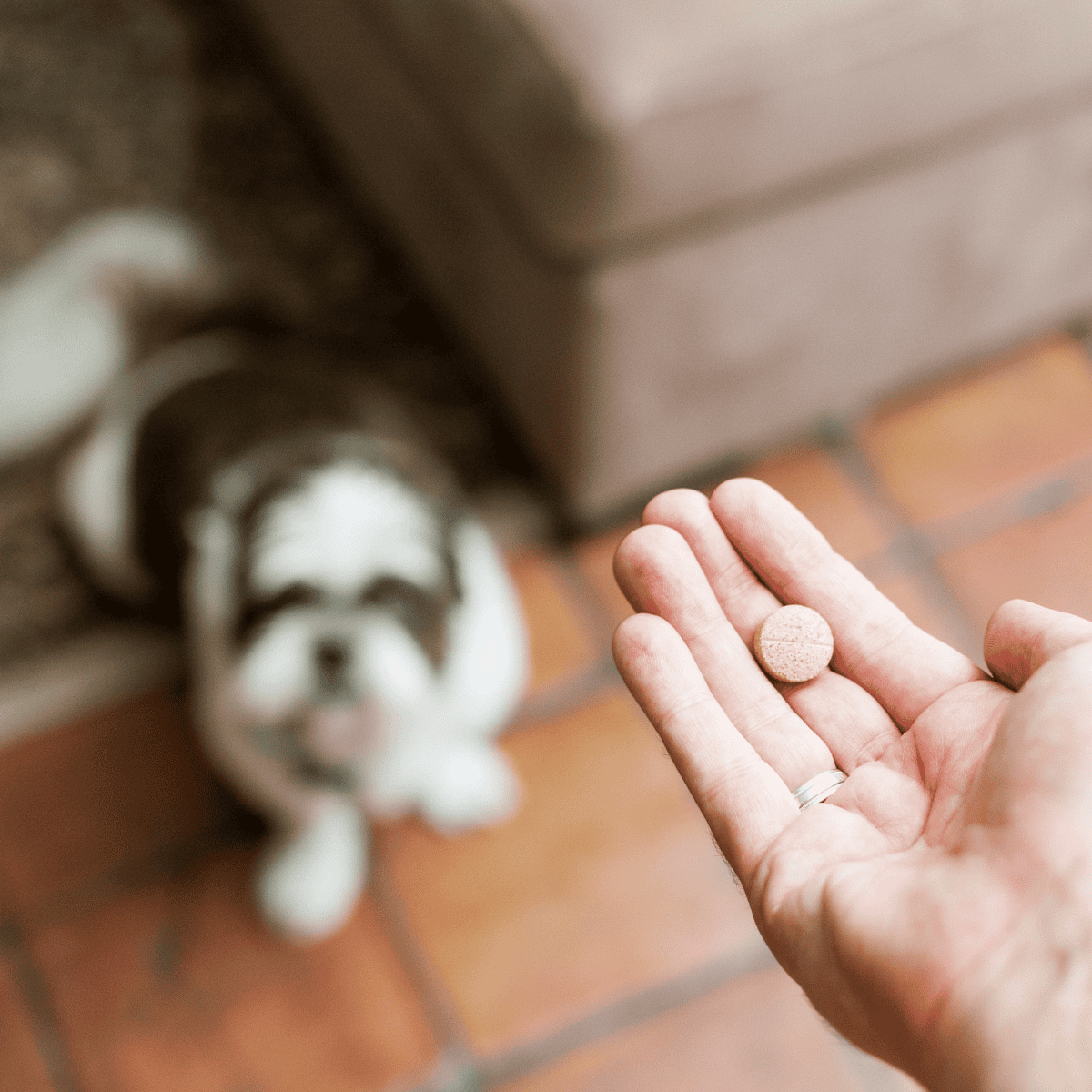 Dog supplement pill for pet health, dog health care supplement.