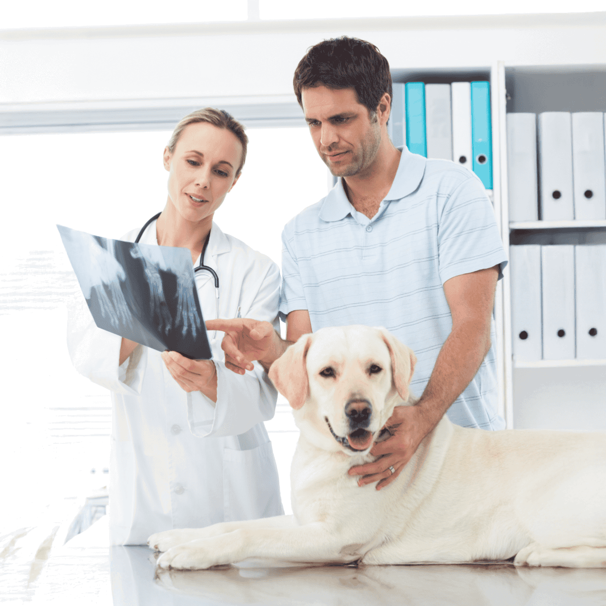 Detailed dog x-ray examination for health diagnostics.