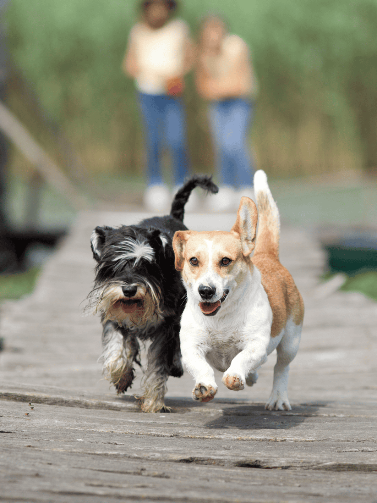 Joyful dogs playing vigorously on a wooden bridge in a park setting.