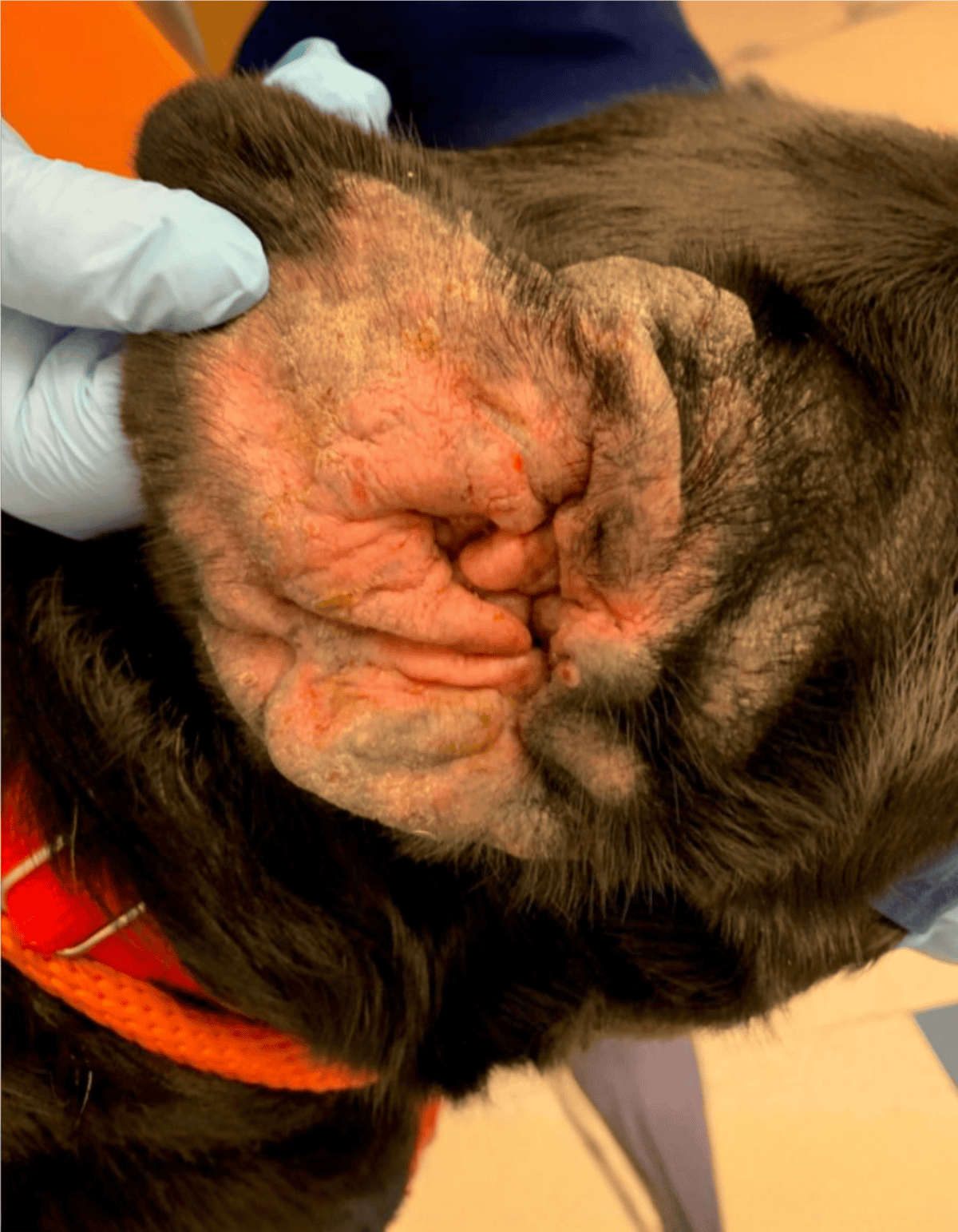 Dog with intense skin inflammation and redness, highlighting the importance of veterinary care for pet skin issues.