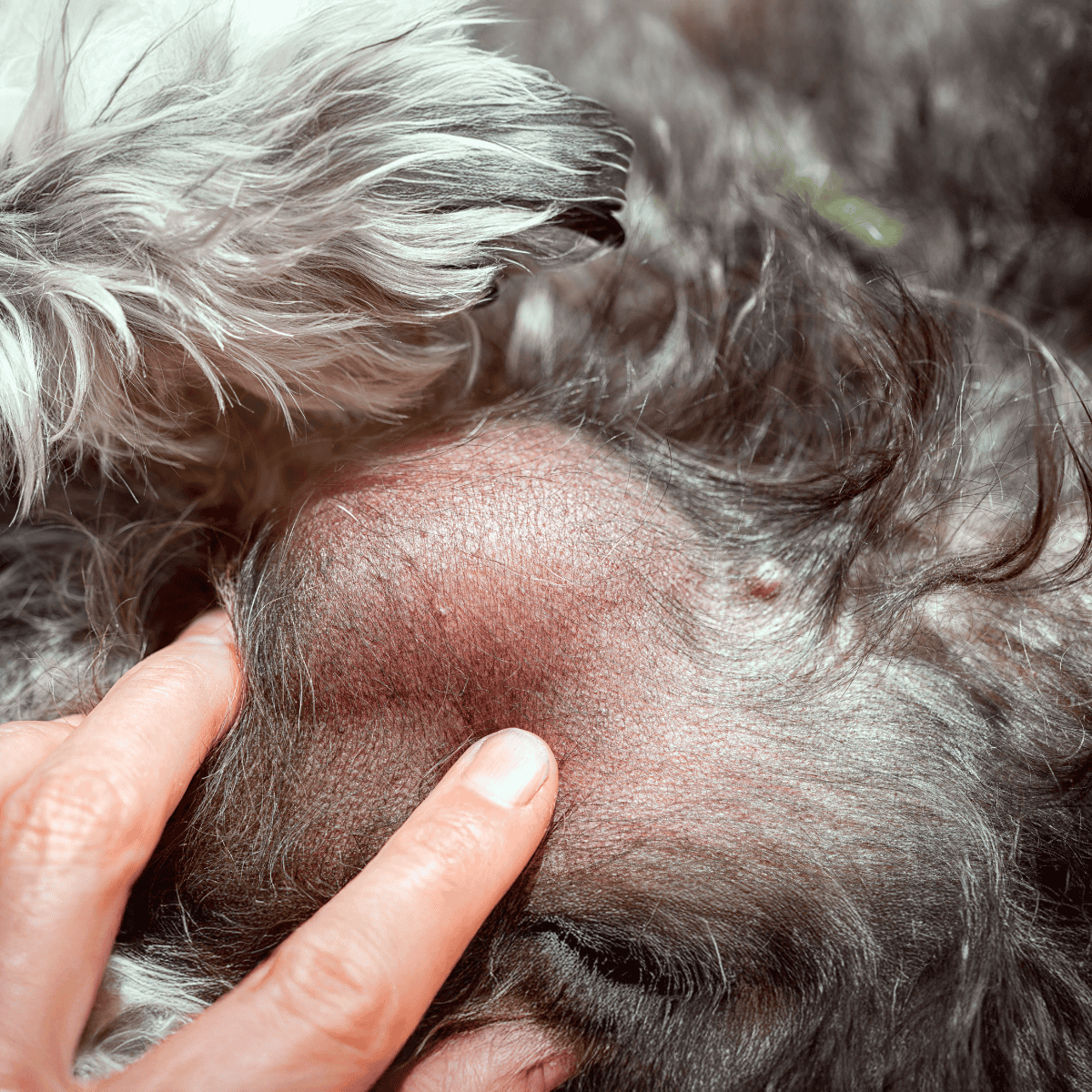 Close-up of a dog’s irritated scalp with redness and hair loss.