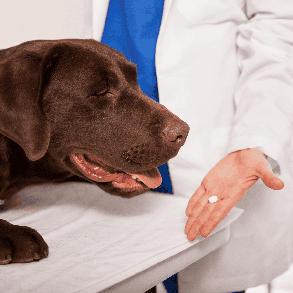 Vet examines a happy chocolate lab with a pill in hand for medication.