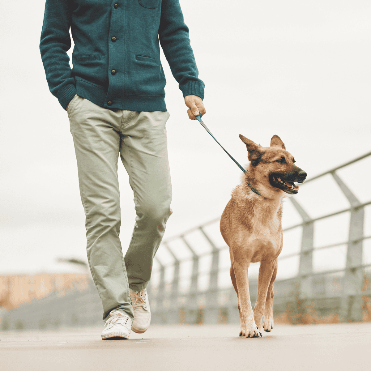 Dog walking, leash, pet accessories, safe walking, dog care.