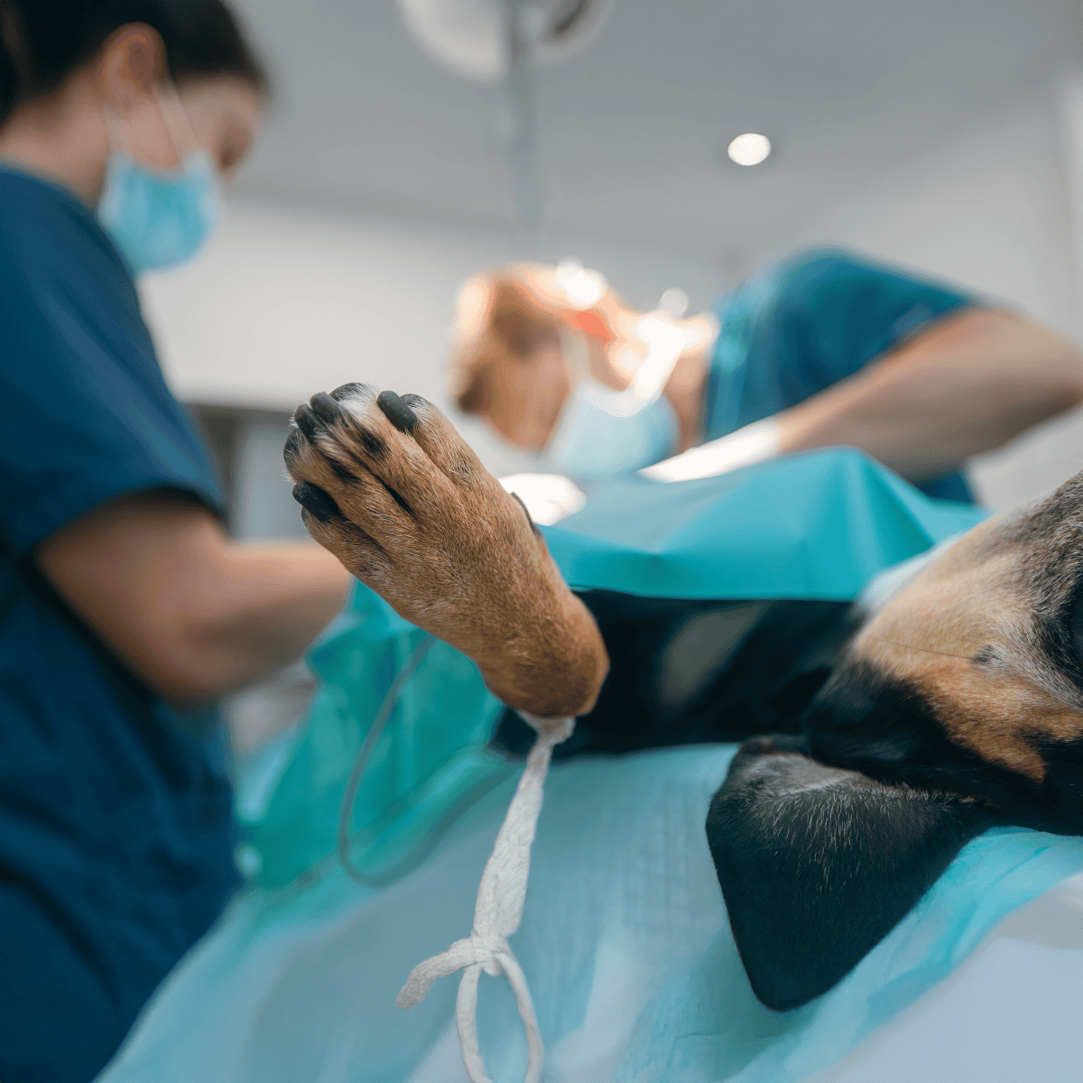Vet performing dog surgery in veterinary clinic for animal health and care.