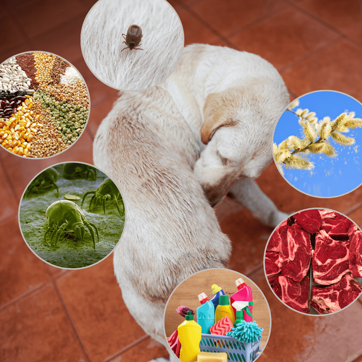 Dog tick, food, grooming, and dangers.