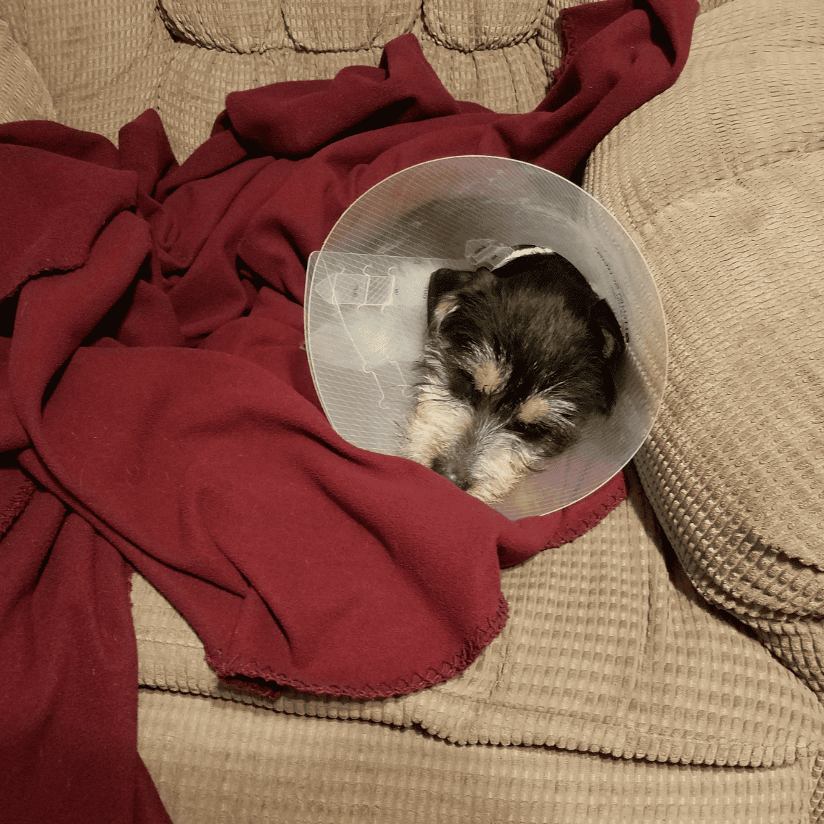 Adorable puppy resting with a protective cone on after vet visit. Calm and cozy in a warm home setting.