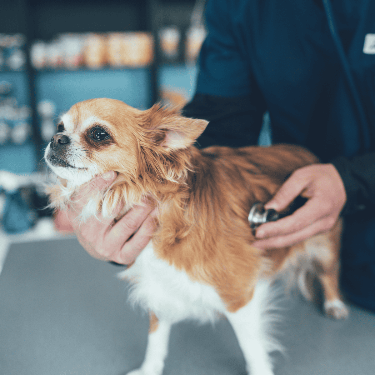 Professional vet checking small dog for health issues.