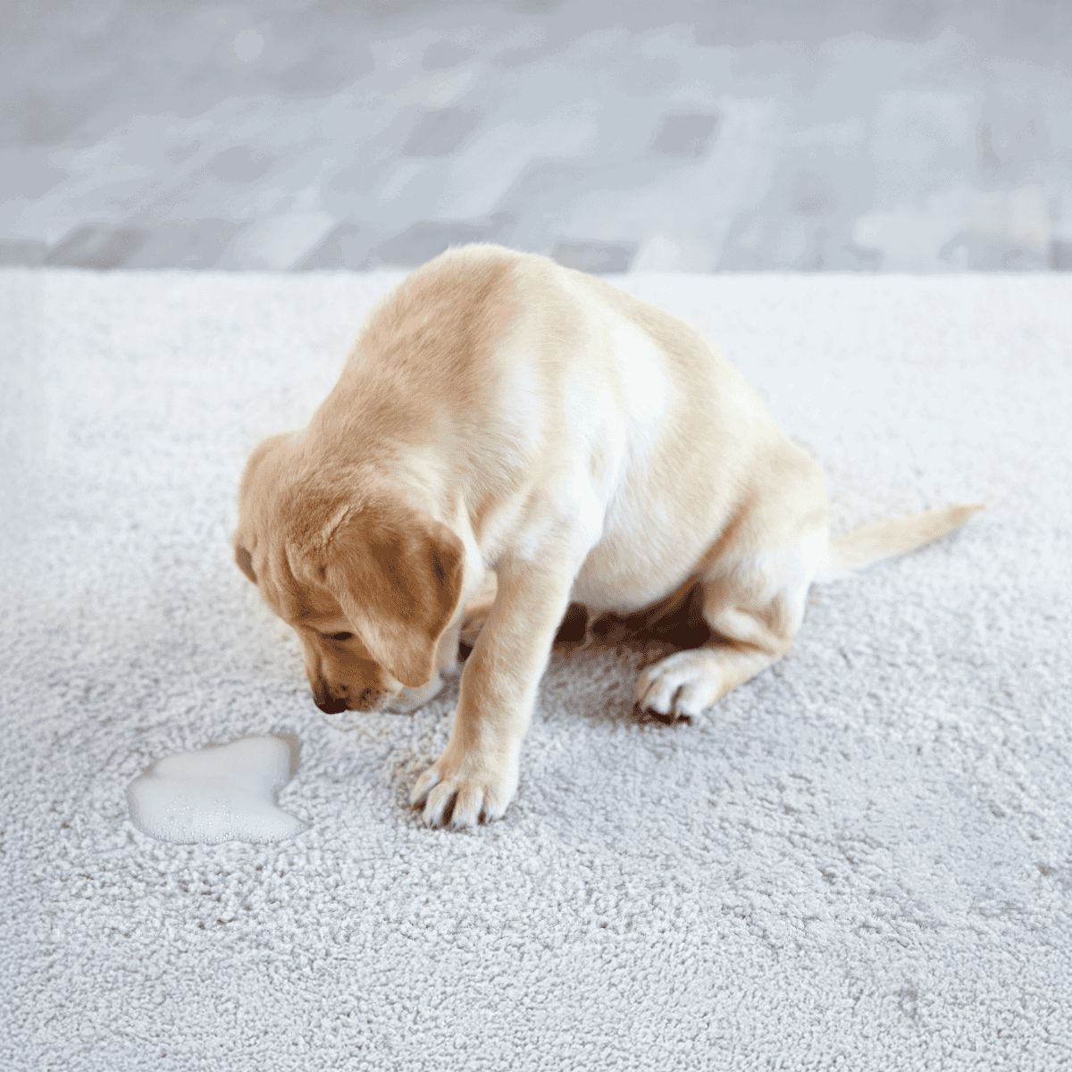 Adorable yellow Labrador puppy playing on soft carpet, drinking from water puddle.