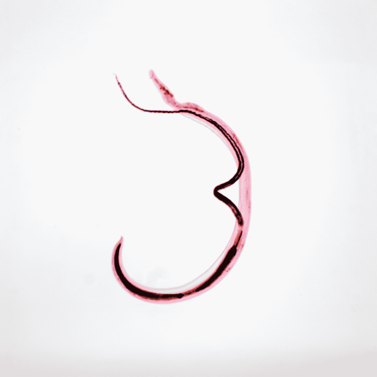 Detailed view of a veterinary surgical hook in pink and black on a white background.