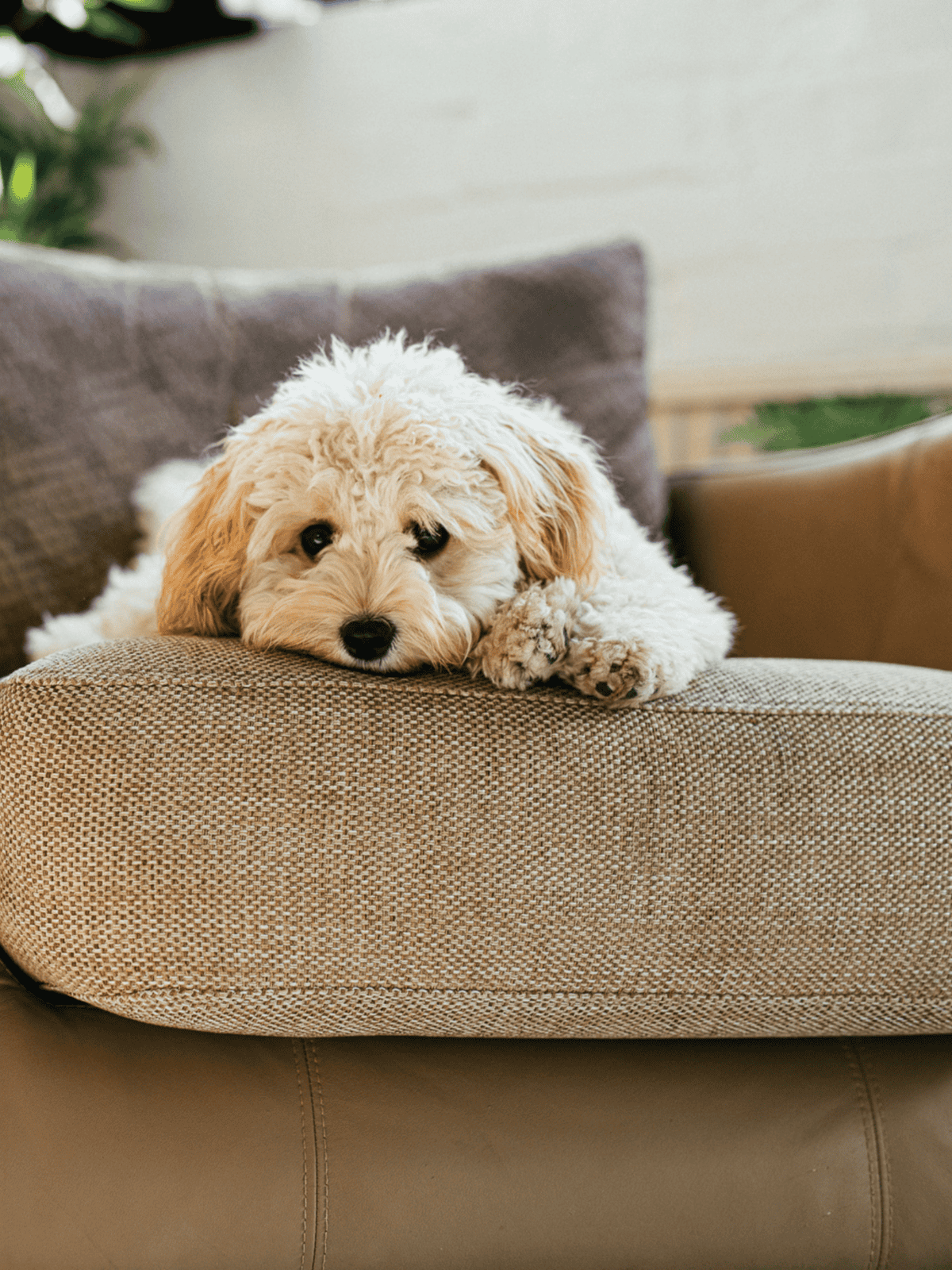 Cute puppy resting on a sofa cushion in a living room.