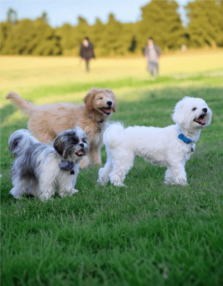 Adorable dogs running on lush green grass in a bright outdoor setting.