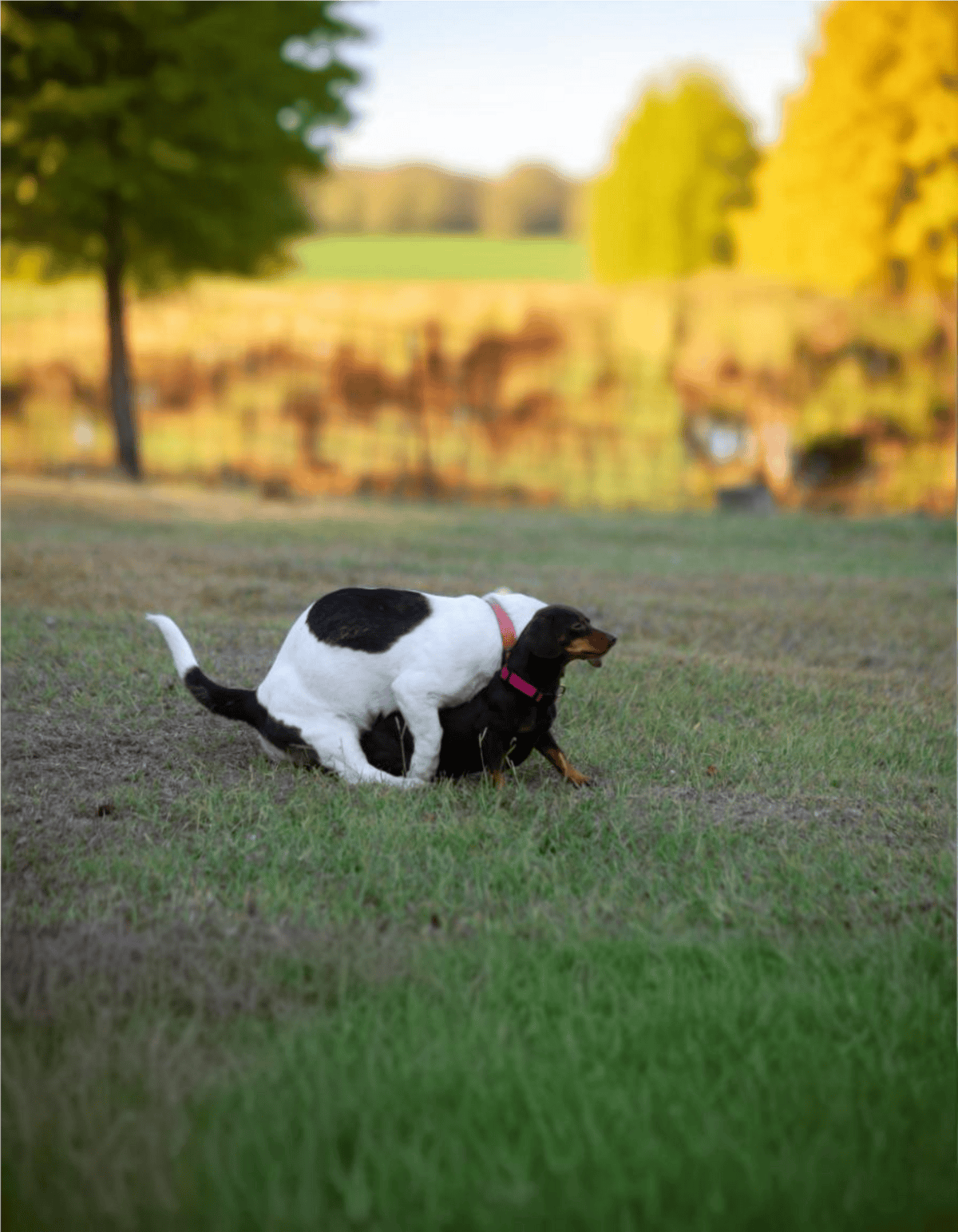 Dogs playing and having fun in a grassy park scene.