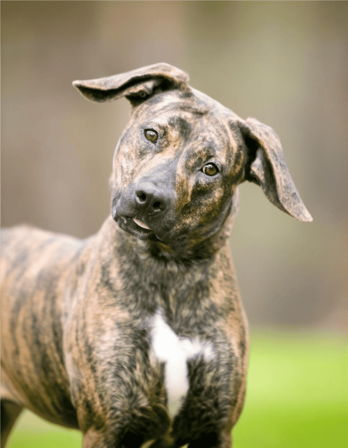 Brindle dog puppy with floppy ears, curious expression, and short coat, outdoor background.