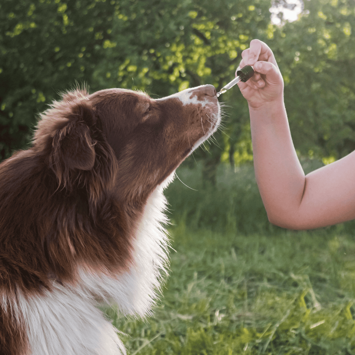 CBD pet drops for dogs in natural outdoor setting, calming and health-boosting product.