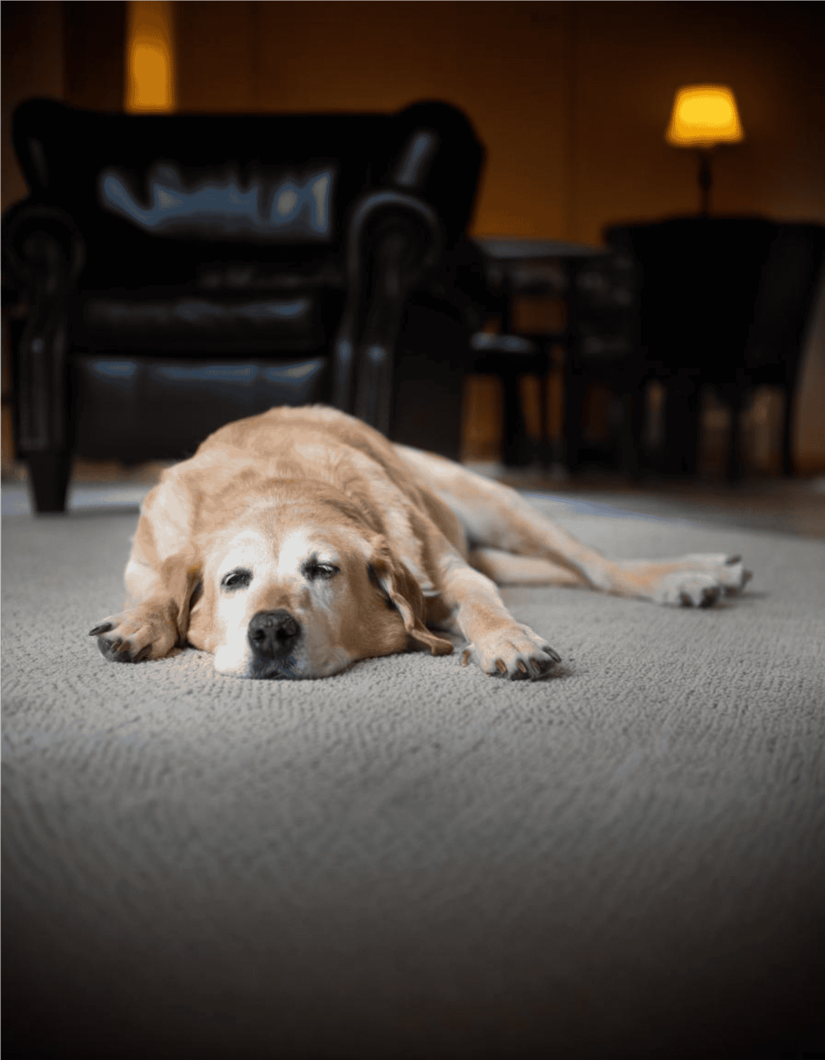 Dog resting peacefully indoors on carpet in cozy living room.