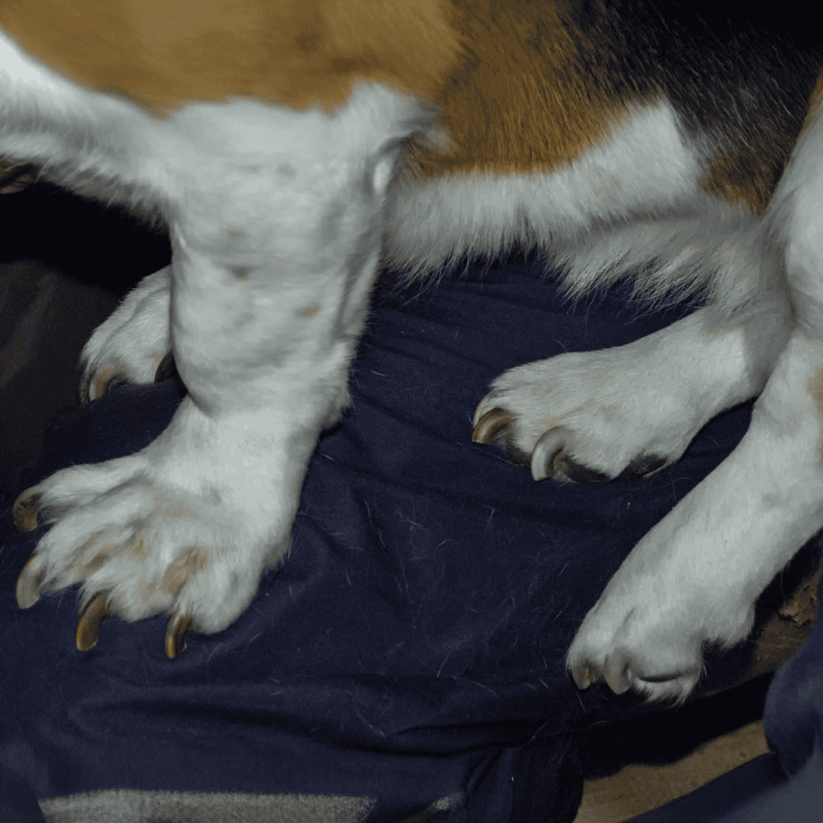 Close-up of a dog's paws resting on a person's lap, showcasing healthy nails and soft fur, perfect for pet care photography.