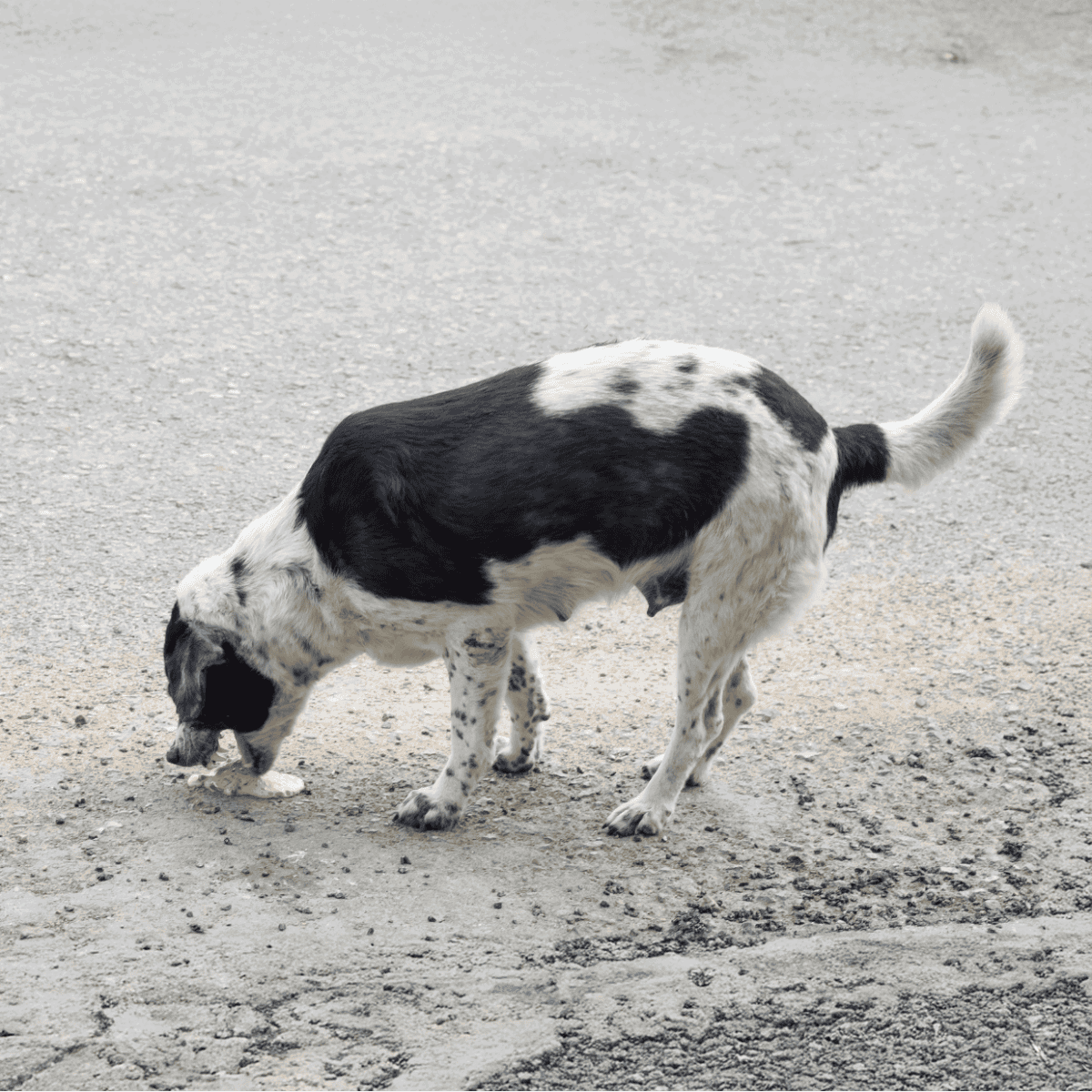 Adorable dog sniffing ground in outdoor setting, highlights pet curiosity and health.