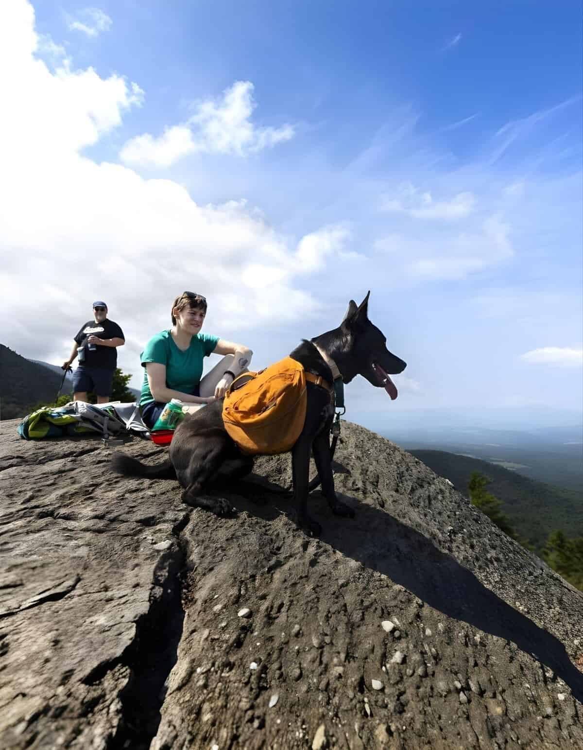 Outdoor dog trail, hike, and adventure with a service dog on scenic mountain top.