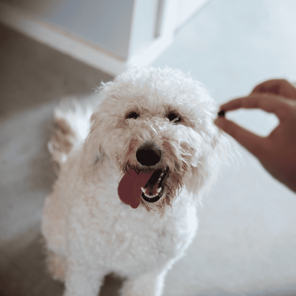 Dog grooming, brushing, pet care, dog hygiene, home grooming session.