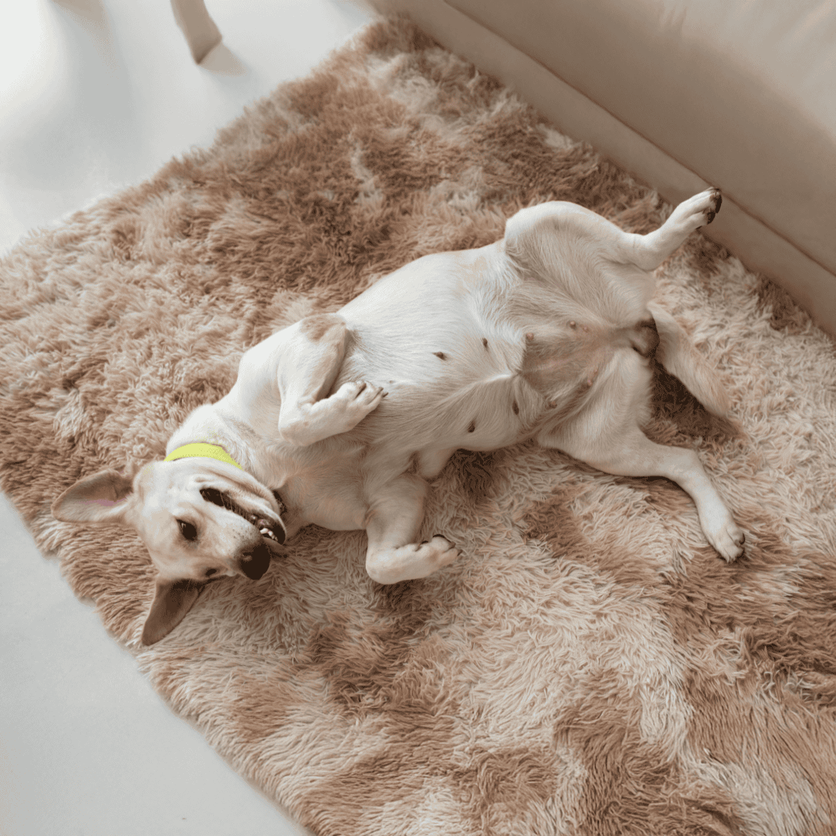 Happy dog lying on back on soft, plush rug, showing belly, resting comfortably indoors.