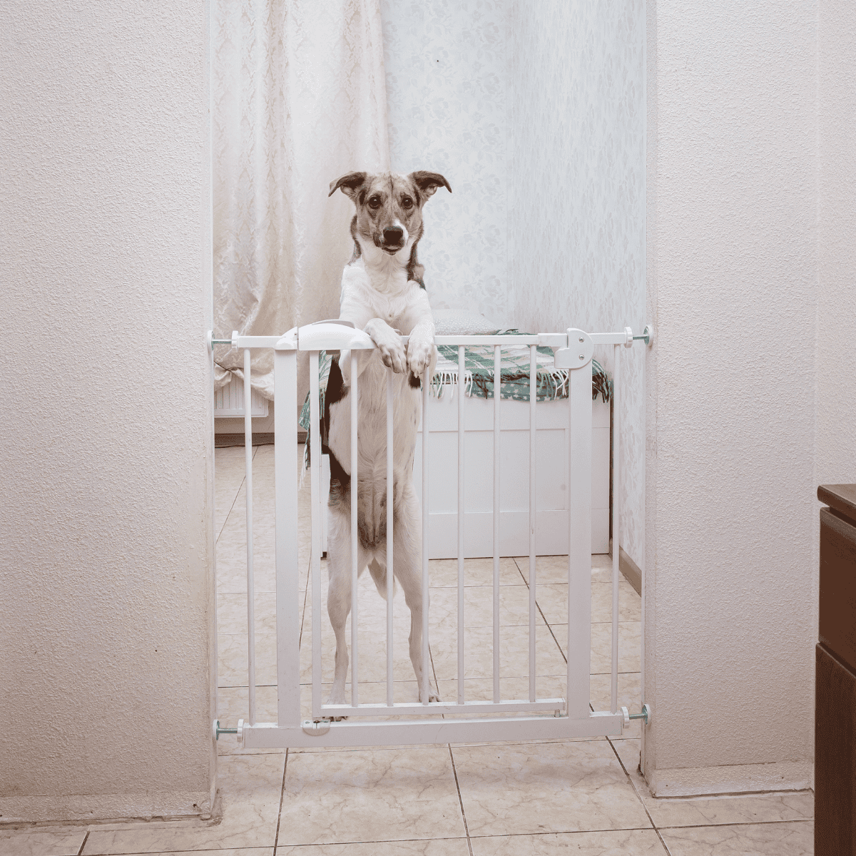 Dog gate keeps dogs secure and contained at home. Perfect for puppy and dog safety. Easy to install and foldable.
