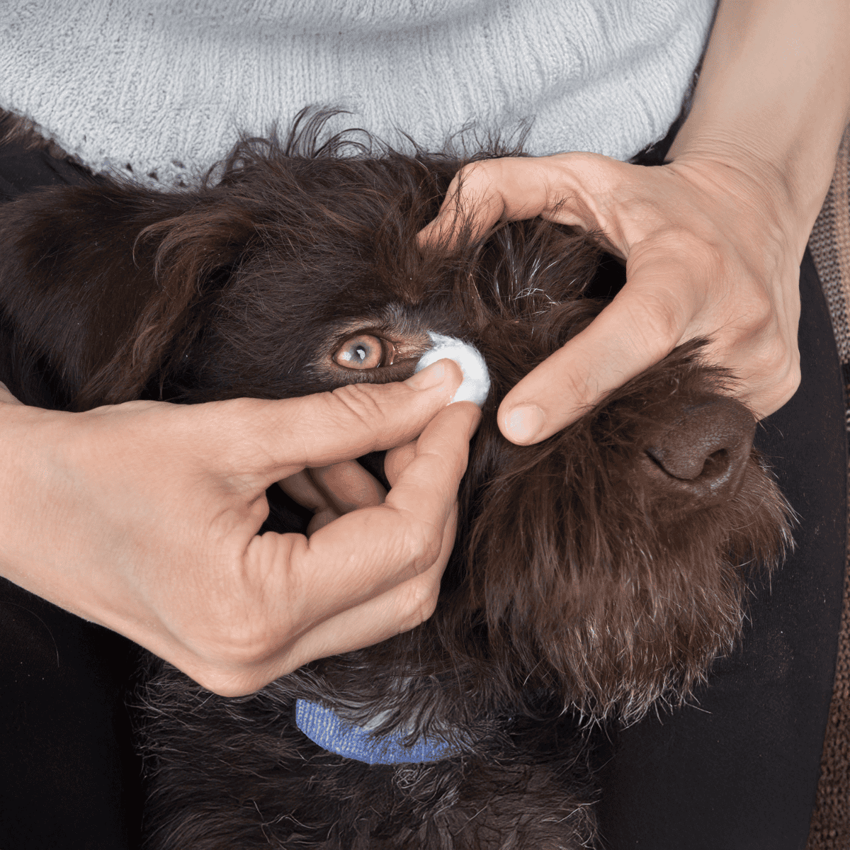 Close-up of a person applying flea medication to a dog's ear, emphasizing pet health care.