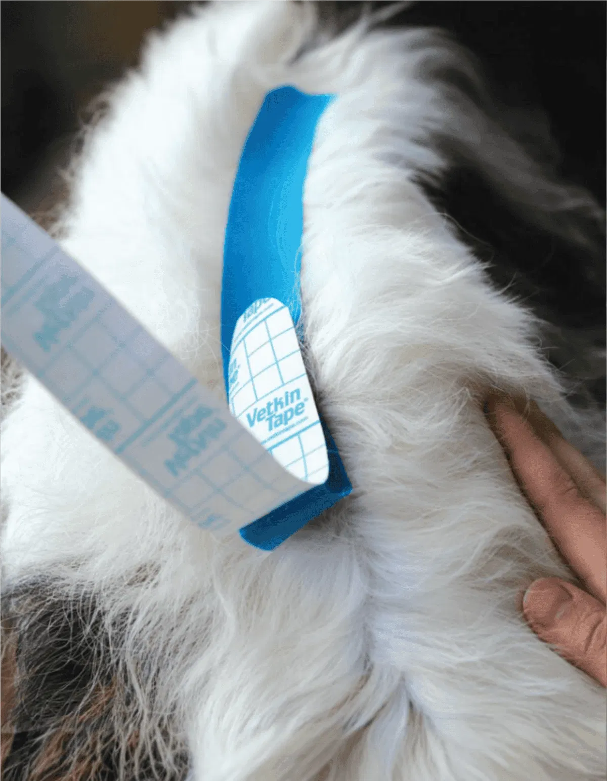 Dogfix.com, veterinarian-approved vetkin tape applied to a dog's fur, providing secure wound support and promoting healing.