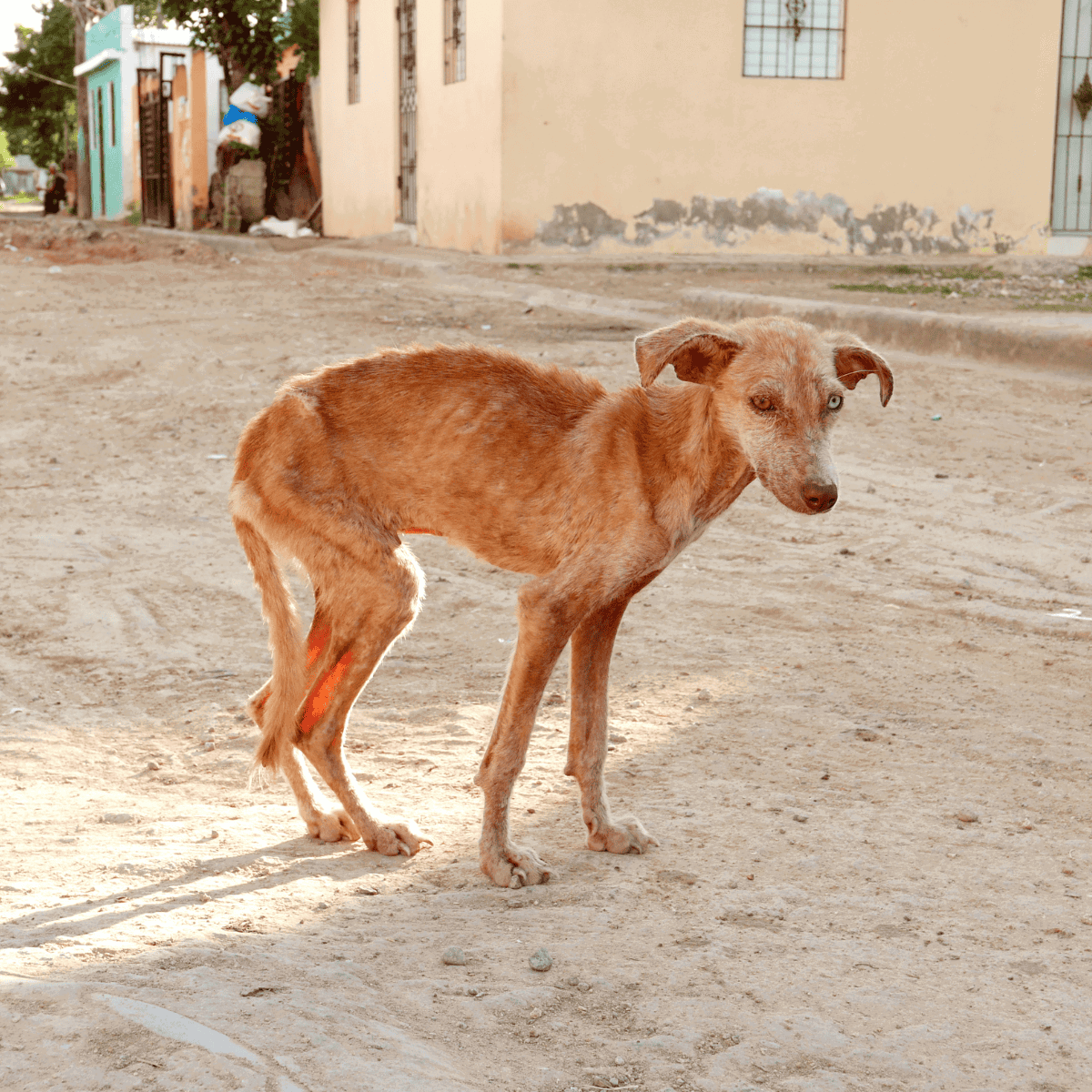 Dog wandering on dirt road in urban area, looking over shoulder with distressed expression.