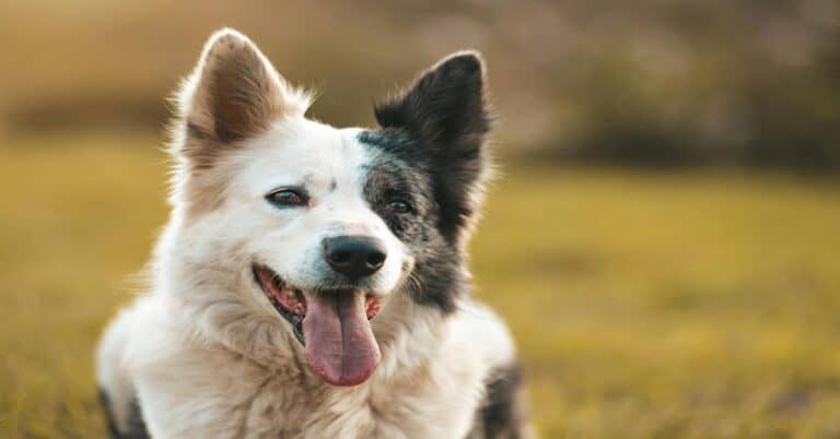 Adorable dog with a happy expression, outdoors in natural light.